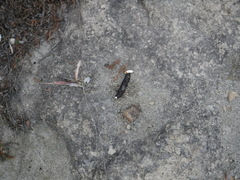 Aspidoscelis costatus