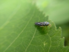 Graphocephala flavovittata