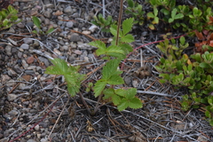 Drymocallis convallaria