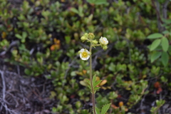 Drymocallis convallaria
