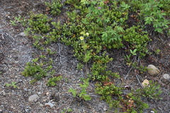 Drymocallis convallaria