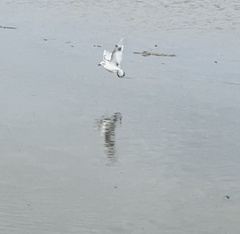 Hydrocoloeus minutus