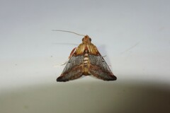 Cacozelia basiochrealis