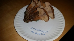 Lentinellus cochleatus