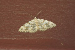 Zenophleps obscurata