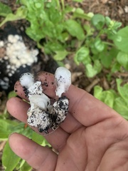 Phallaceae