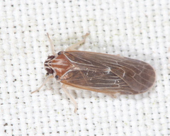 Synecdoche impunctata