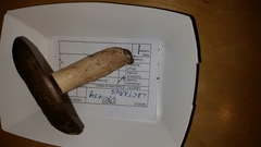 Lactarius romagnesii