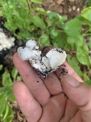Phallaceae