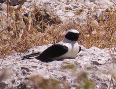 Oenanthe hispanica