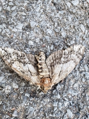 Ceratomia undulosa