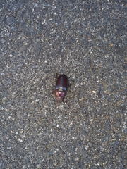 Lucanus