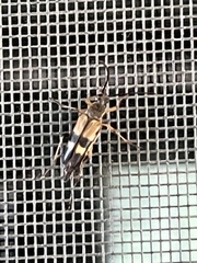 Etorofus obliteratus