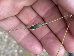 Catorhintha selector