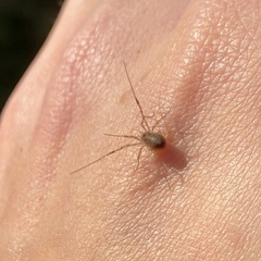 Paroligolophus agrestis