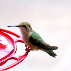 Selasphorus calliope