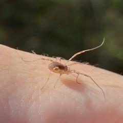 Paroligolophus agrestis