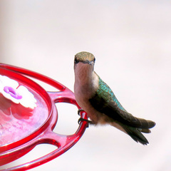 Selasphorus calliope