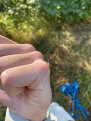 Paroligolophus agrestis