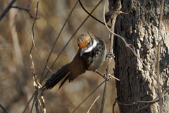 Rhipidura dryas