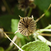 Abutilon indicum guineense - Photo (c) Cheng-Tao Lin, algunos derechos reservados (CC BY), subido por Cheng-Tao Lin