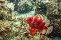 Pristigenys serrula