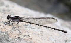 Argia tezpi