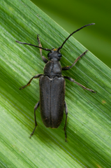 Lepturopsis dolorosa
