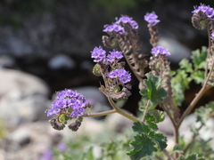 Phacelia scariosa