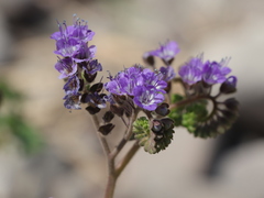 Phacelia scariosa