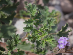 Phacelia scariosa