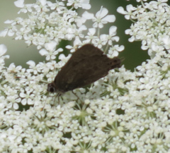 Satyrium calanus