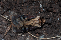 Agrotis vancouverensis