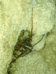 Spelungula cavernicola