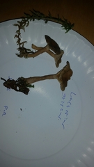 Lactarius griseus