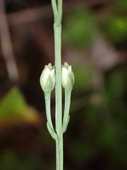 Bartonia virginica