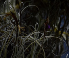 Tillandsia streptocarpa