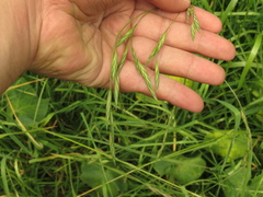 Bromus pitensis