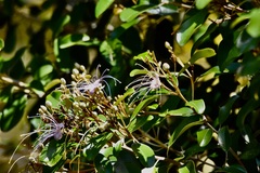 Quadrella jamaicensis