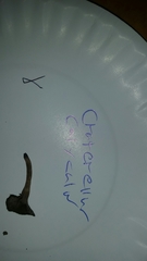 Craterellus calyculus