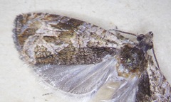 Olethreutes clavana