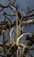 Tillandsia streptocarpa