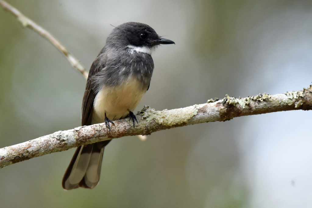 Northern Fantail