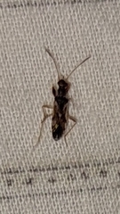 Pseudopachybrachius vinctus