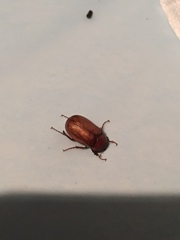 Cyclocephala borealis