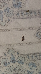 Pseudopachybrachius vinctus