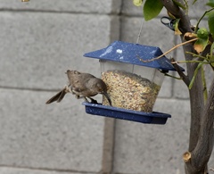 Toxostoma curvirostre