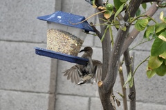 Toxostoma curvirostre