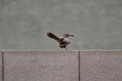 Toxostoma curvirostre