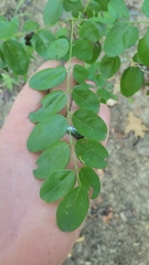Amorpha ouachitensis